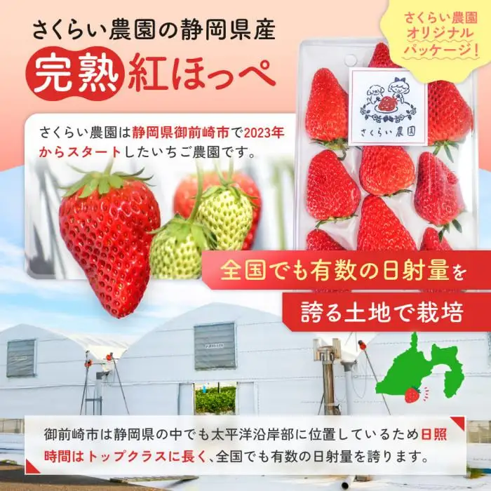 先行受付【静岡県産いちご】完熟紅ほっぺ2パックセット（300g×2パック）【2027年1月下旬～発送予定】