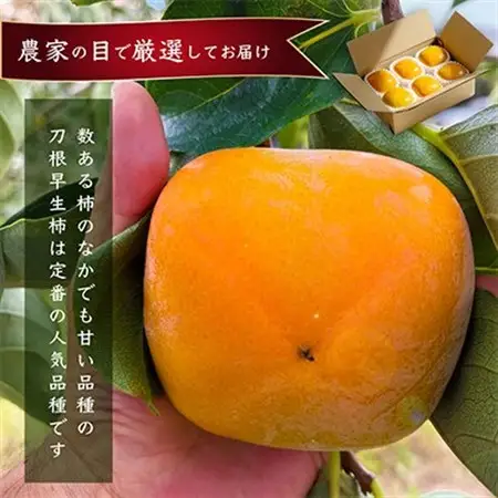 先行受付!　柿　種無し　赤秀品　超大玉　5～6個　こだわり農家厳選!【配送不可地域：離島】【1543604】