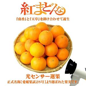 紅まどんな 3kg (7?8玉) (5L?4L) 愛媛 みかん 紅マドンナ 紅まどんな 蜜柑 柑橘 果物 贈答 愛媛のみかん くだもの フルーツ 愛媛県 松山市【SSK014】