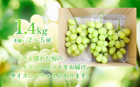 【訳あり】シャインマスカット約1.4kg 2房～5房 