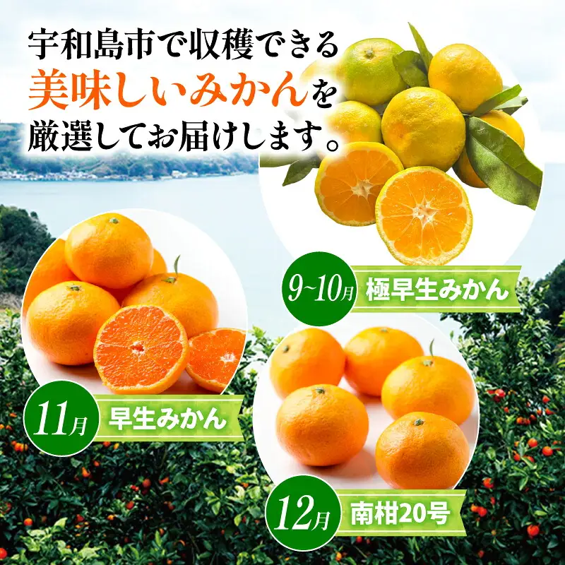 みかん 贈答用 おまかせ 温州みかん 3kg YAMAUCHI FARM 愛媛みかん 極早生 早生 南柑20号 愛媛蜜柑 愛媛ミカン うんしゅう 玉津 みかん mikan 先行予約 果物 フルーツ 柑橘 濃厚 甘い 甘味 蜜柑 産地直送 農家直送 数量限定 国産 愛媛 宇和島 B010-084003