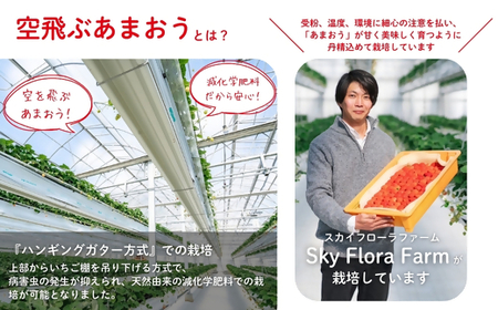 【2027年1月より順次発送】福津産『空飛ぶあまおう』約180g×6パック【スカイフローラファーム】[H0150］
