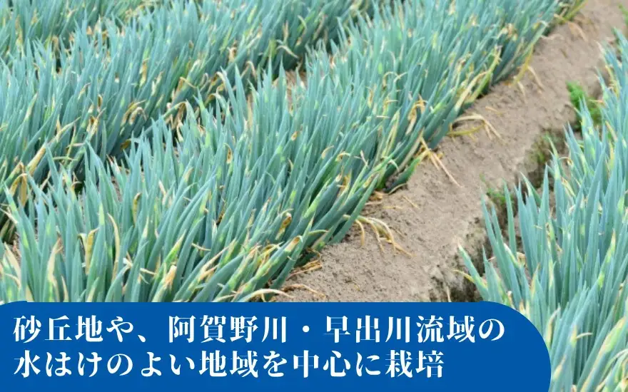 ごせんのネギ L 15束 五泉園芸組織連絡協議会 | 新潟県 ネギ ねぎ 五泉市