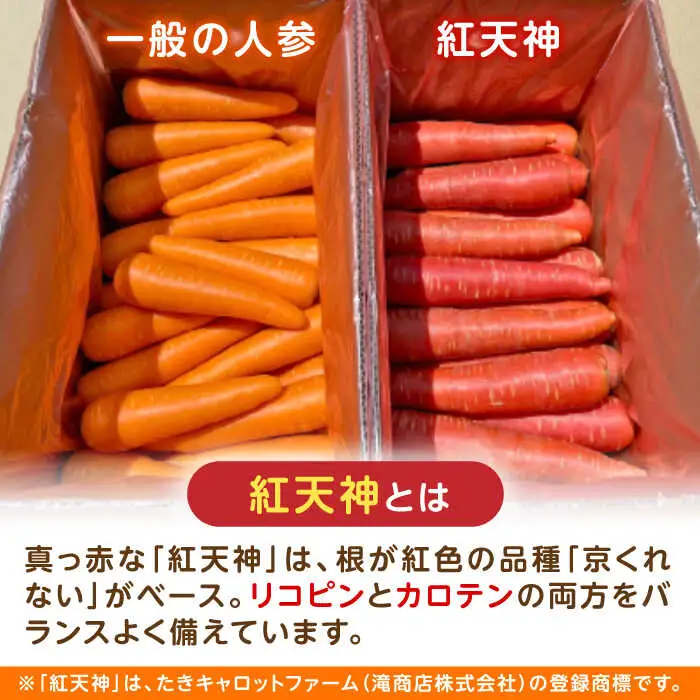 ※【2027年1月上旬より順次発送／先行予約】真っ赤なにんじん「紅天神」10kg AHCU002 にんじん