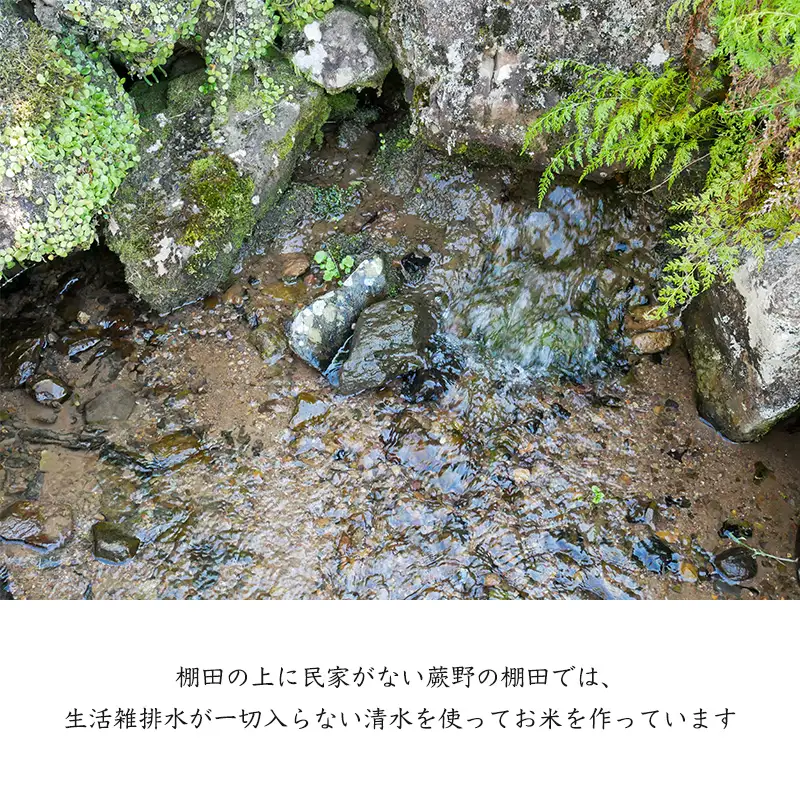 『先行予約』【令和8年産新米】特別栽培棚田米「蕨野」5kg×４袋(合計20kg) 家庭排水が一切入らない自然水で作られたお米 10日に1回精米で新米のような味わい