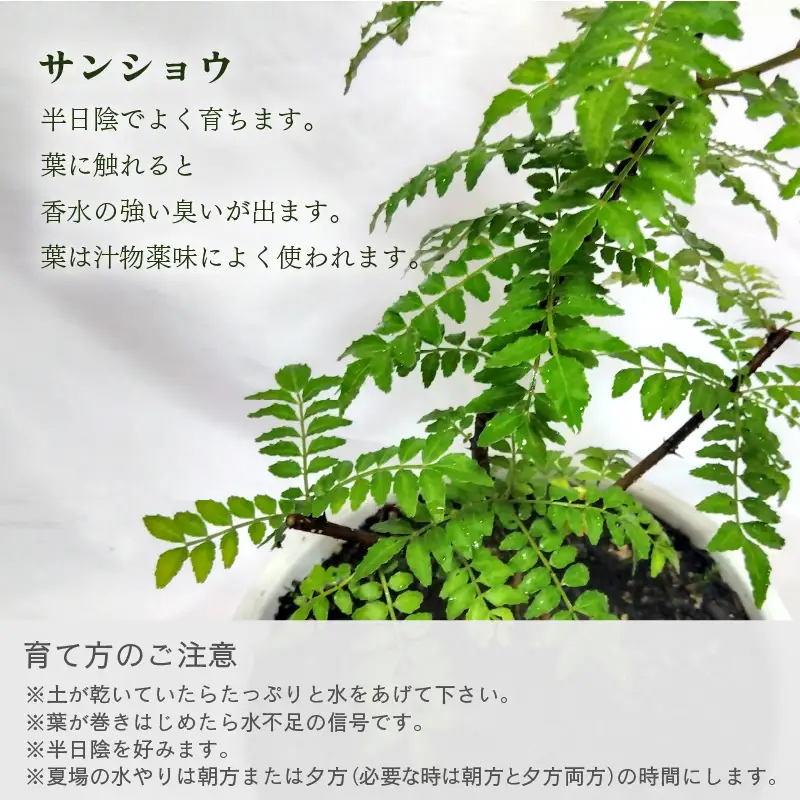 【先行予約】サンショウ苗木（鉢物）約30～55cm【2027年4月中旬以降順次発送予定】【 山椒 家庭菜園 ガーデニング 観葉植物 】 [m47-a006]