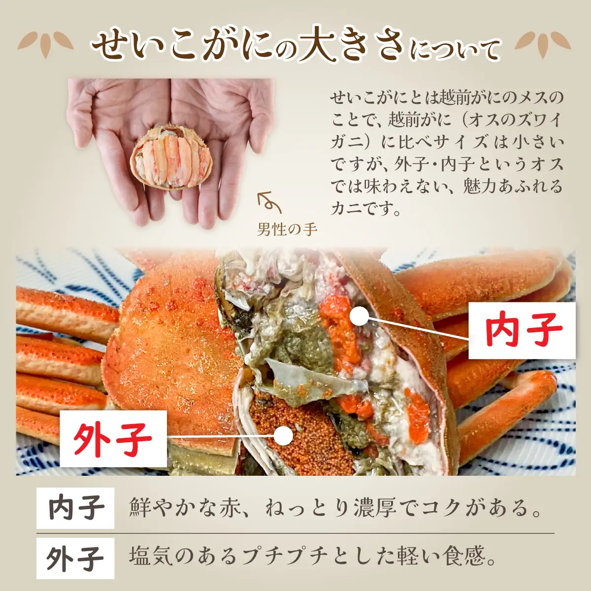 【訳あり】釜茹で　蟹好き集まれ！越前産せいこがに【甲羅盛70g前後 ３個セット】 [A-096016] 【トライアル返礼品】/ せいこがに カニ