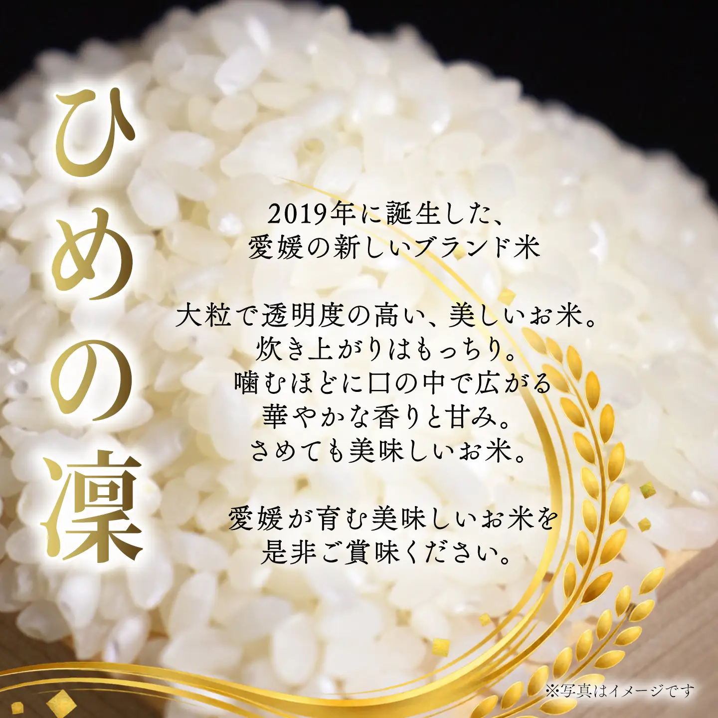 【令和8年新米】ひめの凜 5kg 新米 愛媛県ブランド米
