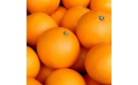 【2027年先行予約】清見オレンジ[約5kg]和歌山県有田産 春みかん (果実サイズおまかせ) 春みかん 紀伊国屋文左衛門本舗_V7026