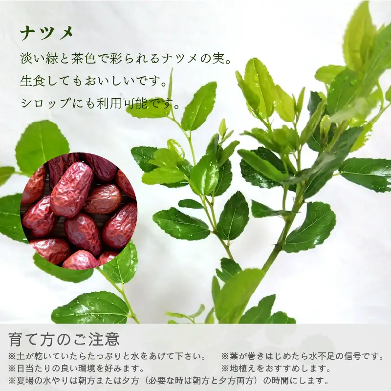【先行予約】ナツメ苗木（鉢物）45cm～60cm【2027年4月下旬以降順次発送予定】【なつめ 植物 】 [m47-a030]