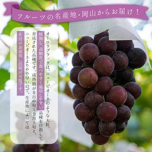 ＜2026年発送分 先行予約＞オーロラブラック 1.2kg以上（2~3房）【025-a023】
