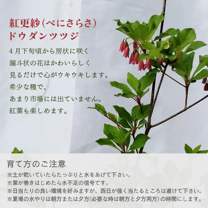 【先行予約】紅更紗ドウダンツツジ 苗木（鉢物）約30～55cm【2027年4月中旬以降順次発送予定】【つつじ お花 フラワー 花 苗 植物 花壇 ガーデニング 観葉植物 】 [m47-a010]