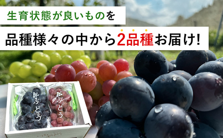 【ふるさと納税】【数量限定】訳あり 朝どれ 新鮮 季節のぶどう おまかせ２房セット（約1.2kg） 期間限定 数量限定