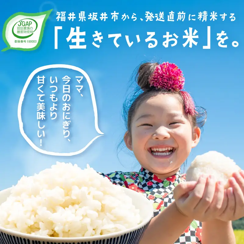 こしひかり 5kg 令和7年産 精米 ブランド米 コシヒカリ [A-10812]