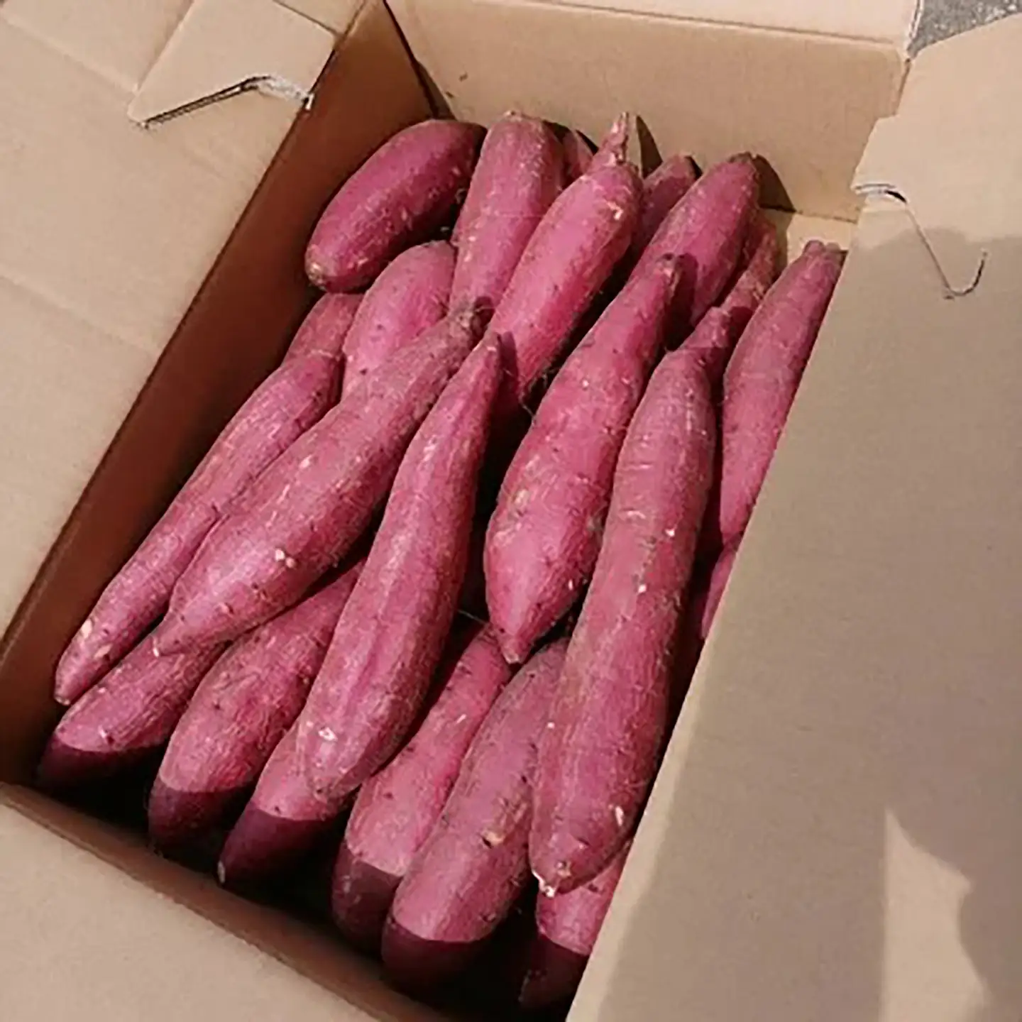さつまいも 茨城県産 シルクスイート 5kg さつまいも