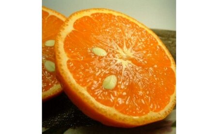 【2027年先行予約】カラマンダリン[約2.8kg]和歌山県有田産 春みかん (果実サイズおまかせ) 春柑橘 紀伊国屋文左衛門本舗_V7415