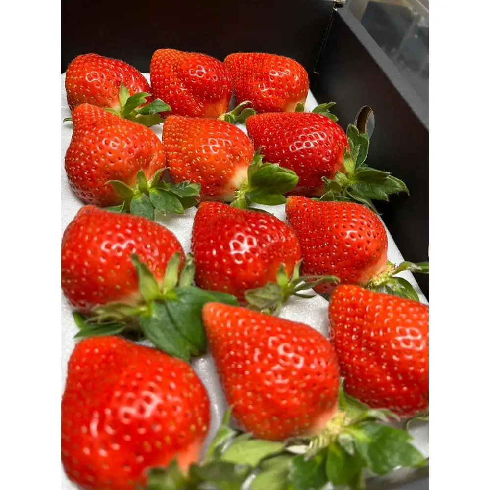 羽衣農園の完熟あまおうDX等級420g ９～15粒 | いちご イチゴ 苺 フルーツ 食品 人気 おすすめ 送料無料