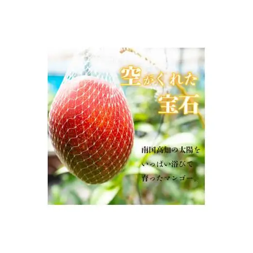 【早期予約】 マンゴー 秀品 2 ~ 3玉 1箱 ( 900g ) 