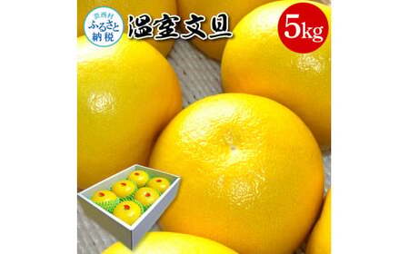 高知県産 温室文旦 5kg 