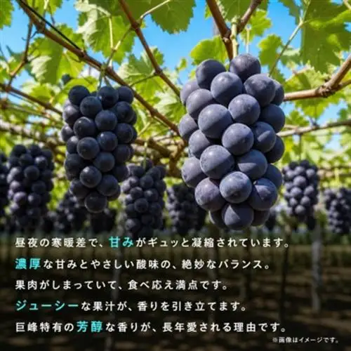 紀州和歌山産の種なし巨峰ぶどう2房(約800g～1kg)【配送不可地域：離島・北海道・沖縄県】【1550271】