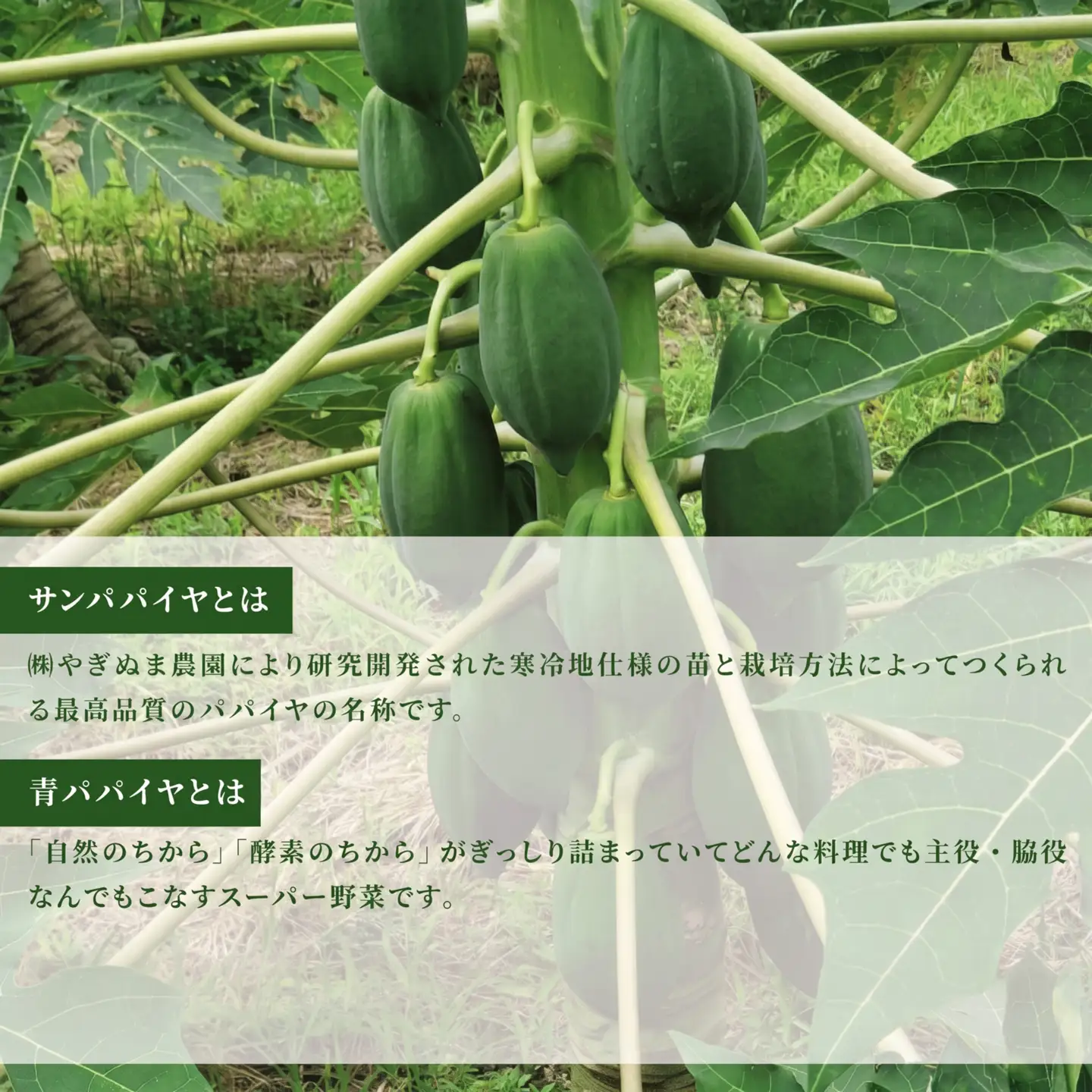 青 パパイヤ  約 2.5 kg ~ 3 kg 野菜 パパイヤ 
