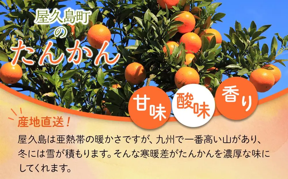 【2027年3月初旬以降発送】屋久島産 家庭用 たんかん 4.5kg バラ（S～2Lサイズ混合・多少キズあり）｜たんかん