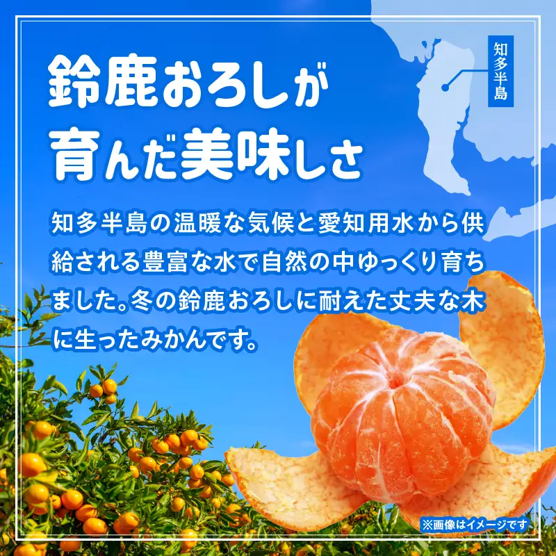 【先行予約】【訳あり】常滑ハッピーみかん 9kg
