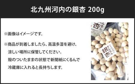 北九州河内の銀杏 200g 銀杏 ぎんなん 殻付き 実 おつまみ おやつ 酒の肴 モチモチ 国産 福岡県 北九州市 【2026年11月上旬～2027年2月下旬発送】