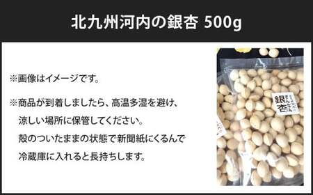 北九州河内の銀杏 500g 銀杏 ぎんなん 殻付き 実 おつまみ おやつ 酒の肴 モチモチ 国産 福岡県 北九州市 【2026年11月上旬～2027年2月下旬発送】