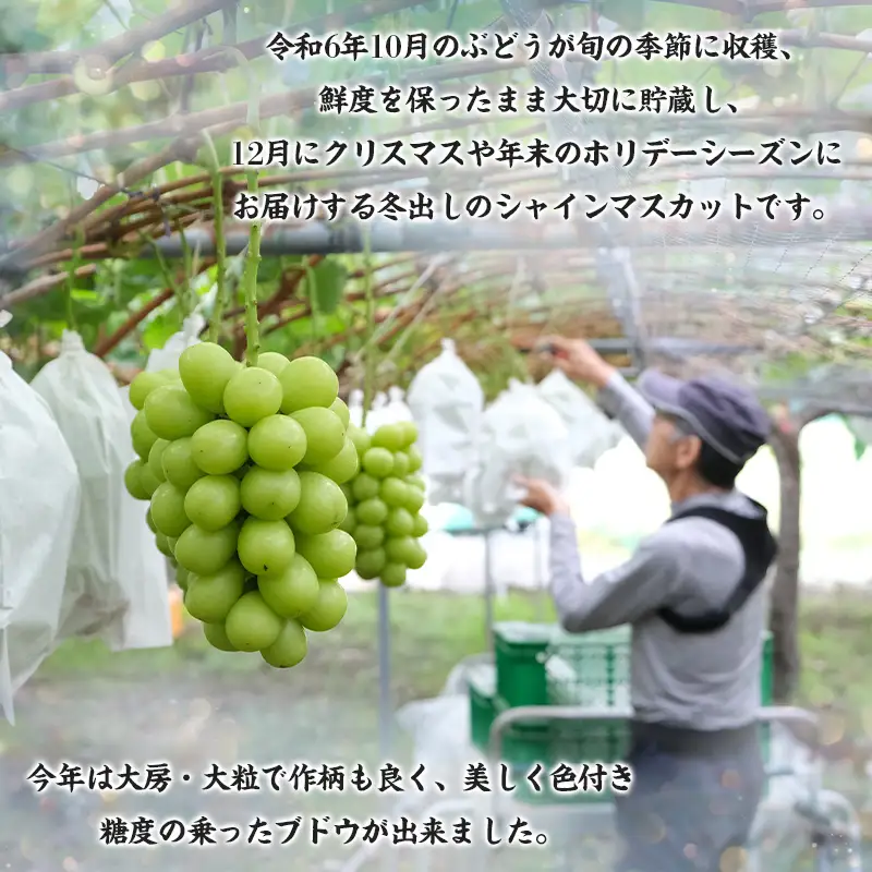 【期間限定】山形市産 冬出し シャインマスカット[12月発送] FY25-915