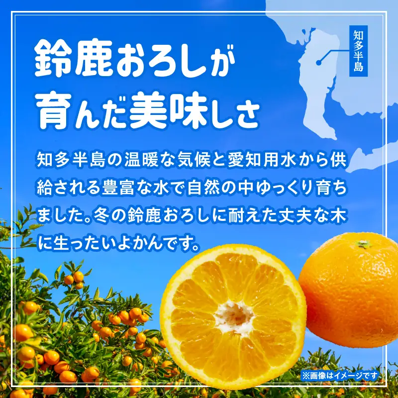 【先行予約】【訳あり】常滑ハッピーいよかん 3～4kg（10個～12個）