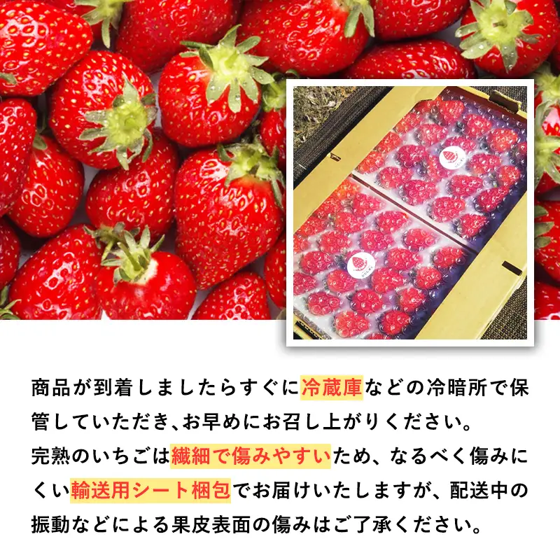 いちご よつぼし 約300g×2パック 1～4月発送　[hi-0028-005]