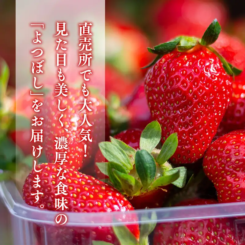 いちご よつぼし 約200g×4パック 1～4月発送 [hi-0028-006]