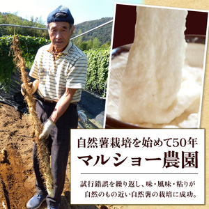  自然薯 【 約2.3kg 】 2 本 ～ 3本 千葉県産 11月上旬頃～順次発送 | マルショー農園 パイプ 栽培 ベテラン農家 長期保存 じねんじょ とろろ やまいも 山芋の卵焼き 麦とろご飯 ネバネバ丼 とろろそば 君津市 きみつ 千葉県