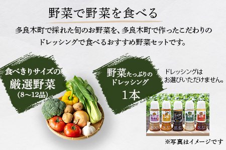 【定期便6回】熊本の大地の恵み≪ 野菜で野菜を食べる ≫ 旬のこだわり 野菜 ＆ドレッシング セット (3?4名様向け) 野菜 獲れたて 8～12品 直送 旬 新鮮 定期便 野菜ドレッシング 詰め合わせ 詰合せ 熊本県 多良木町  024-0815
