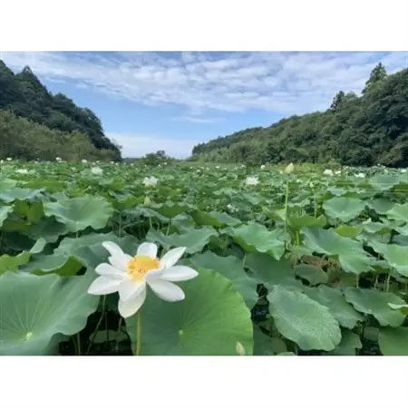 里山れんこん1kg_野菜 レンコン 根菜 れんこん 蓮根_【配送不可地域：離島】【1539837】