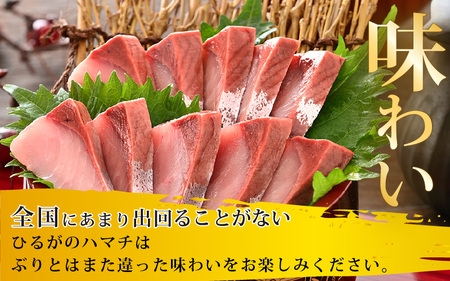 【先行予約】天然！地物！ひるがのハマチ 柵2本【合計500g以上】【2027年5月下旬以降順次発送予定】はまち ぶり ブリ [m36-a029]