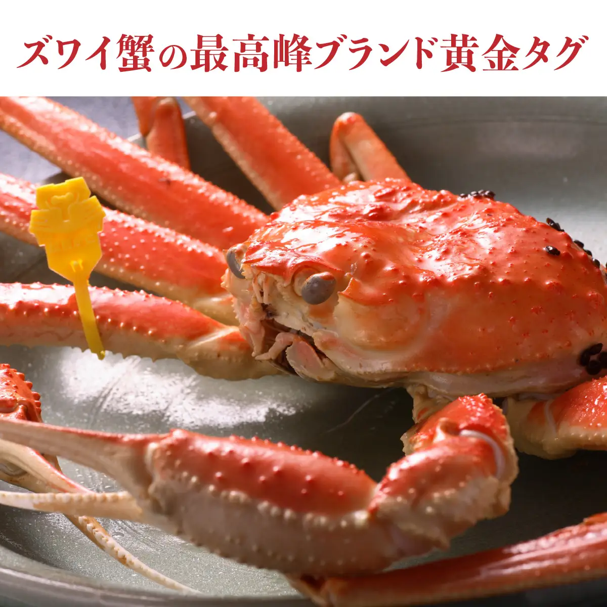 【先行予約】【蟹問屋 越前田村屋 究極の逸品】越前がに (ズワイ）0.7-0.8kg 1杯 [H-029002] / ｽﾞﾜｲｶﾞﾆ ｽﾞﾜｲｶﾞﾆ ｽﾞﾜｲｶﾞﾆ