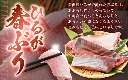 【先行予約】天然！地物！ひるがの春ぶり 柵3本【合計800g以上】【2027年5月下旬以降順次発送予定】ブリ 鰤 [m36-b020]
