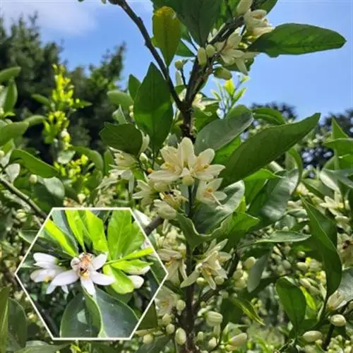 松本農園産　みかん蜂蜜　180g【1547153】