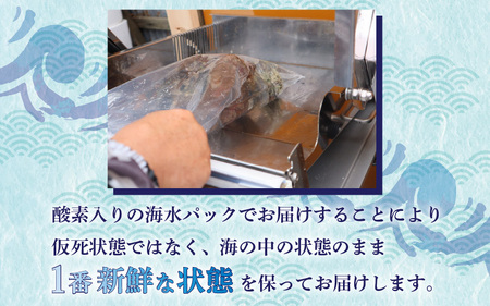 日本海若狭湾 【活きたまま天然サザエ約1kg】 海水パックにてお届け！【活サザエ BBQ】 [m36-a034]