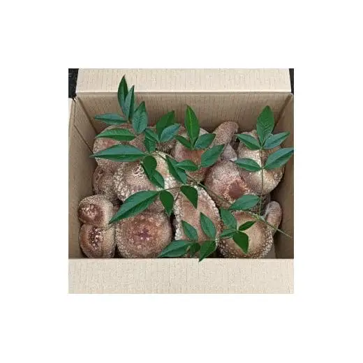 大きさいろいろ 肉厚プリプリ生椎茸１kg[1130] しいたけ シイタケ