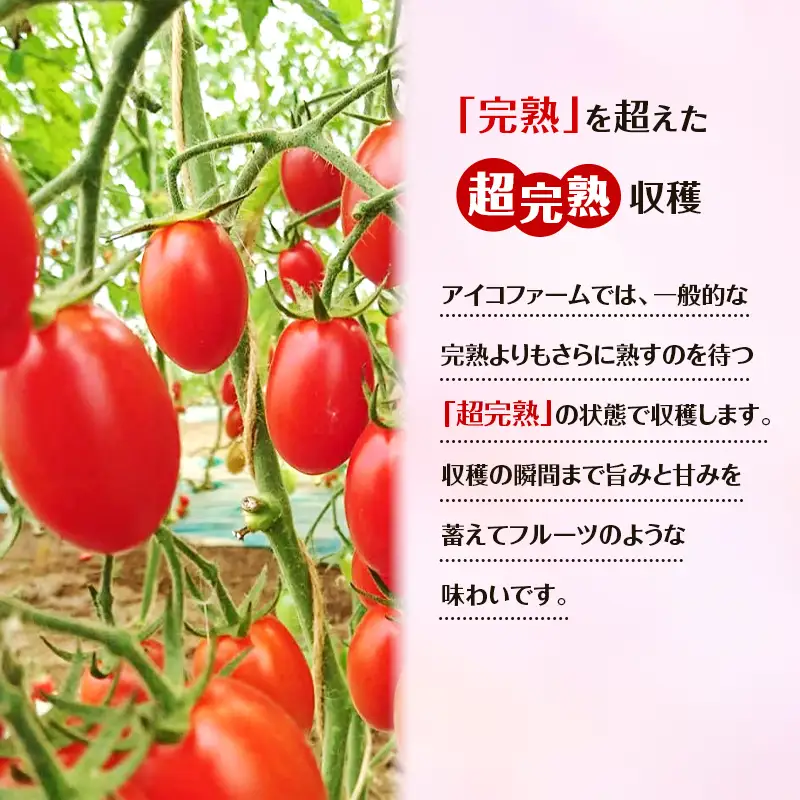 ミニトマトアイコ 農薬不使用 北海道産 ミニトマト【1kg】