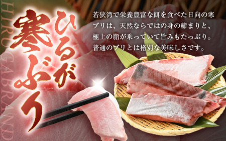 【先行予約】天然！地物！ひるがの寒ぶり 柵3本 【合計800g以上】【2027年1月中旬以降順次発送予定】寒鰤 [m36-b019]