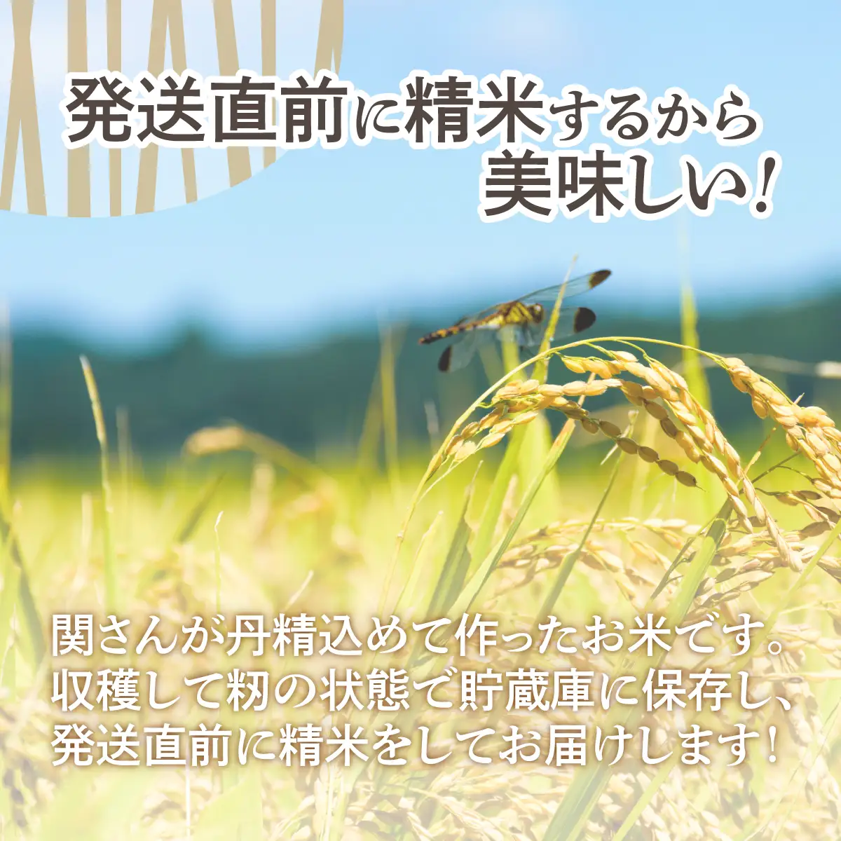 【令和6年産】☆産直☆関さんが丹精込めて作ったお米 10kg（5kg×2袋） SBTV001