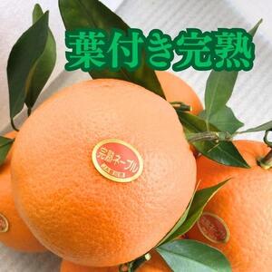 越冬完熟袋掛けネーブル 約5kg （15〜21個入り）