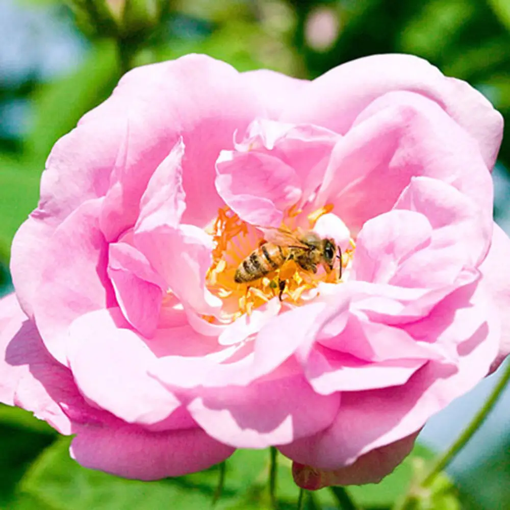 秋田薔薇園産 純粋ローズウォーター 100ml×2本 ローズメイ