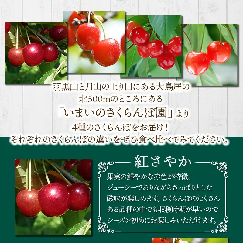 【令和9年産先行予約】【4回お届け】さくらんぼ四彩の贅 ～紅さやか・佐藤錦・紅秀峰・紅てまり4品種お届け～　いまいのさくらんぼ園