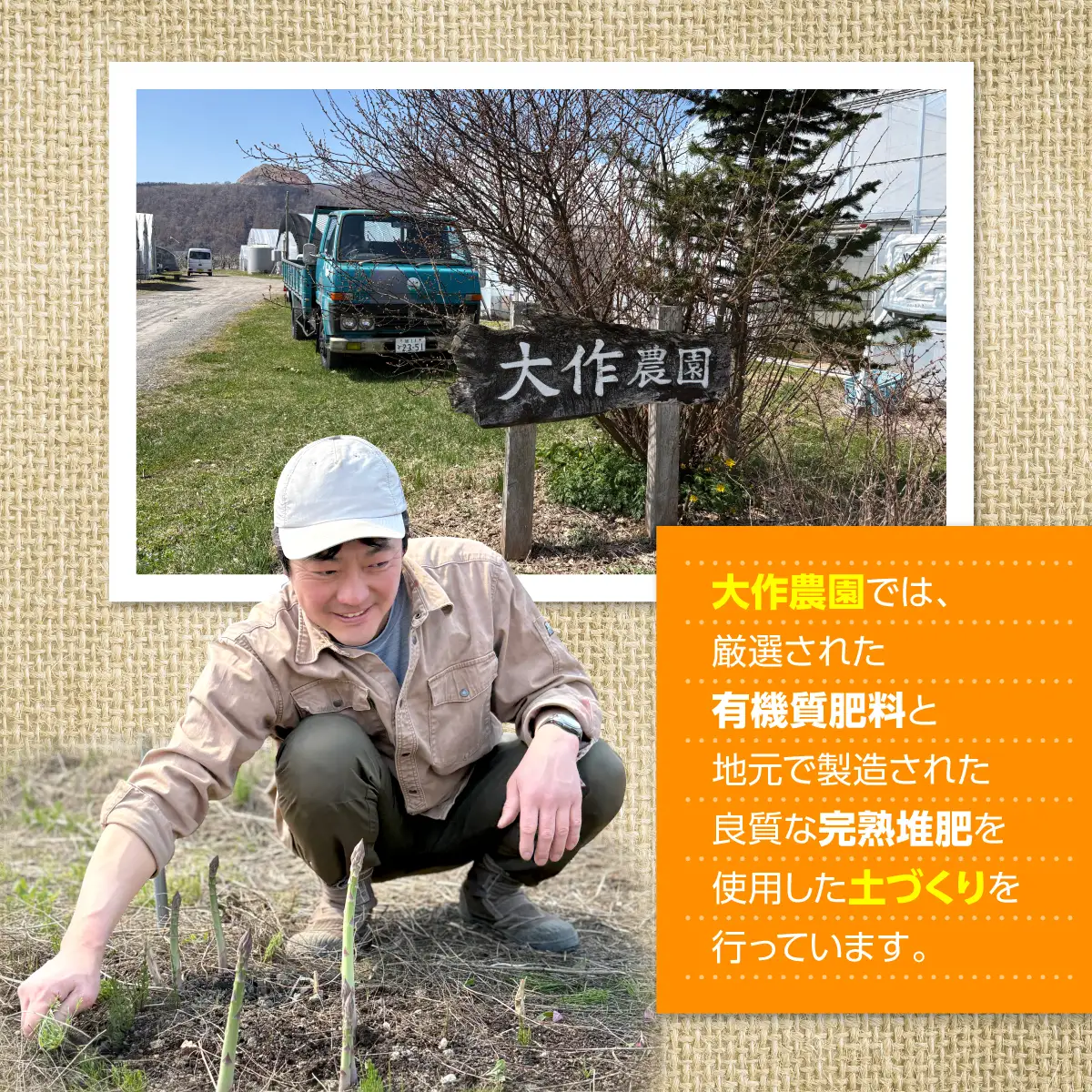 ＜2026年12月上旬よりお届け＞大作農園の寒締めちぢみほうれん草　約1.2kg SBTR001