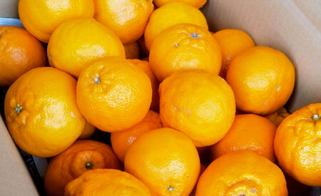 先行予約 訳あり 不知火 約10kg 40玉前後【2027年3月上旬〜4月下旬頃順次発送予定】ひがし果樹園